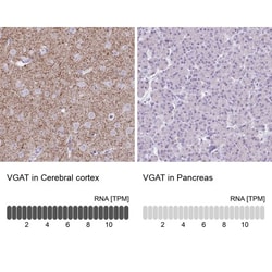 VIAAT/SLC32A1/VGAT Antibody, Novus Biologicals:Antibodies:Primary Antibodies